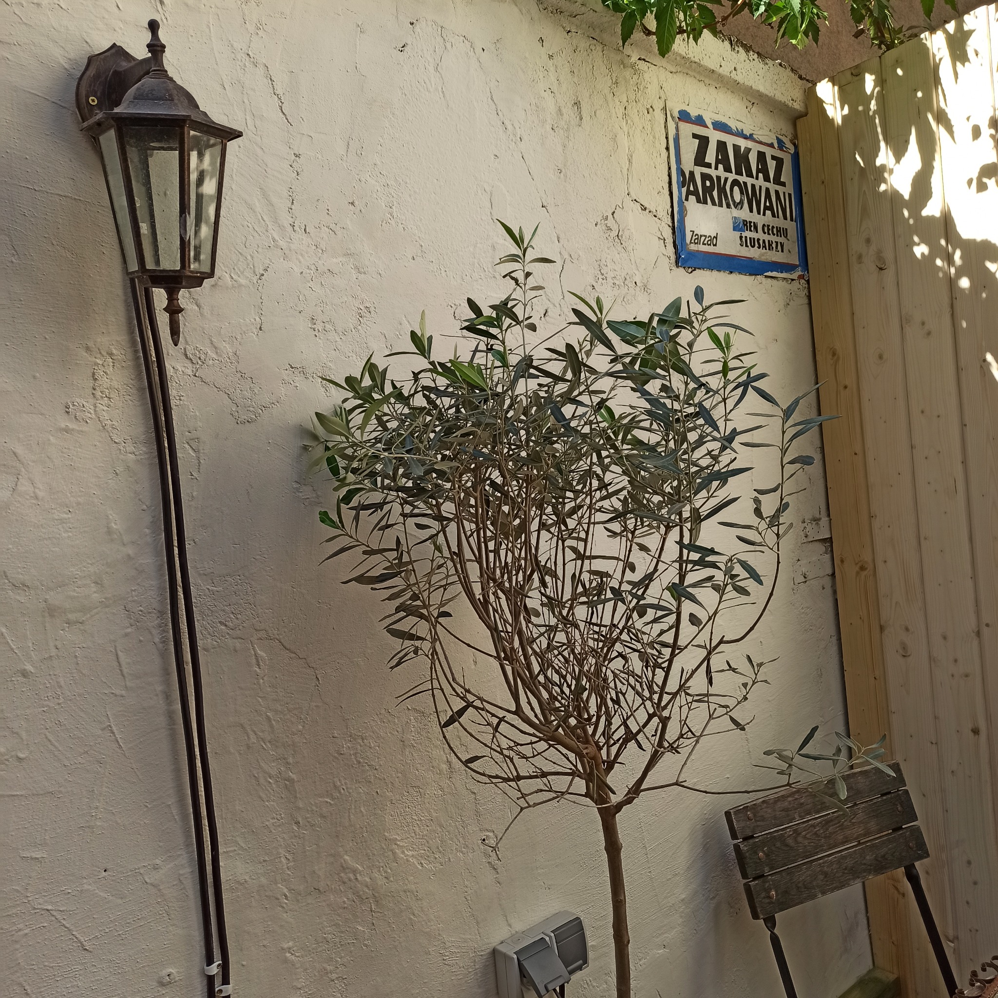 Oświetlona ściana z fakturą, dekorowana oliwką w doniczce, lampą ścienną i znakiem 'Zakaz Parkowania'. Rustykalny klimat.