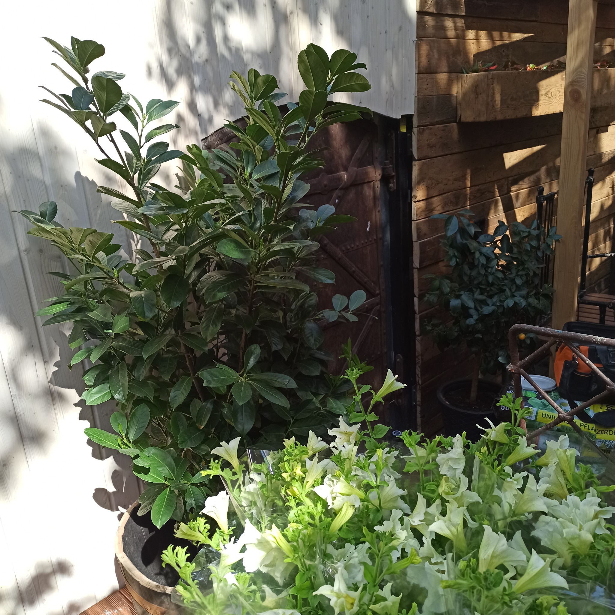 Zewnętrzna aranżacja: krzew w donicy z białymi kwiatami na tle drewnianej ściany i drzwi. Cień drzewa na białej ścianie dodaje naturalnego akcentu.