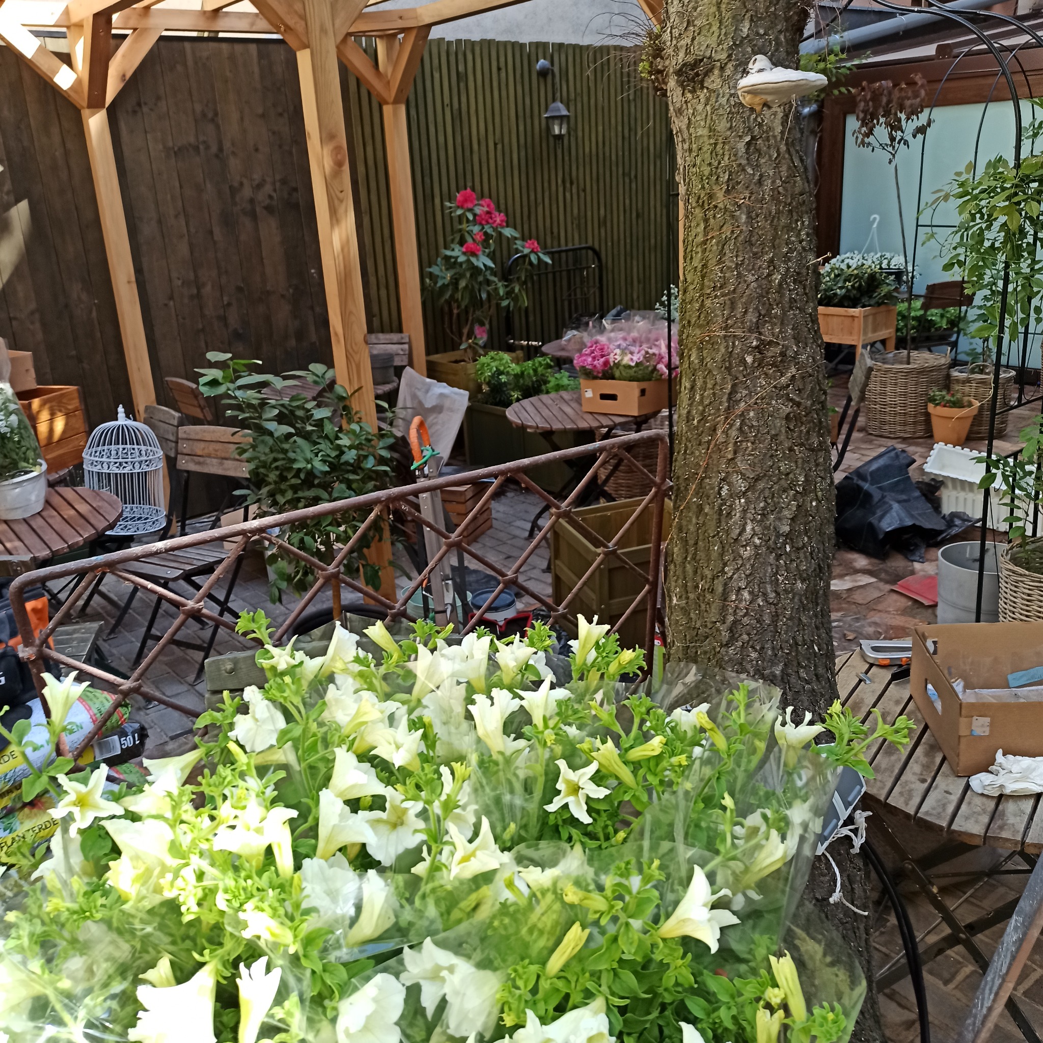 Przygotowania do aranżacji ogrodu: białe petunie w folii na pierwszym planie, altana z drewnianymi elementami w tle, narzędzia ogrodnicze widoczne na stole.