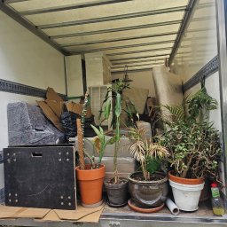 YEVHEN HORDIEIEV HELPER PRZEPROWADZKI - Wnętrze busa załadowanego meblami, kartonami i roślinami doniczkowymi podczas przeprowadzki. Widoczne zabezpieczone przedmioty i różnorodne gatunki roślin.