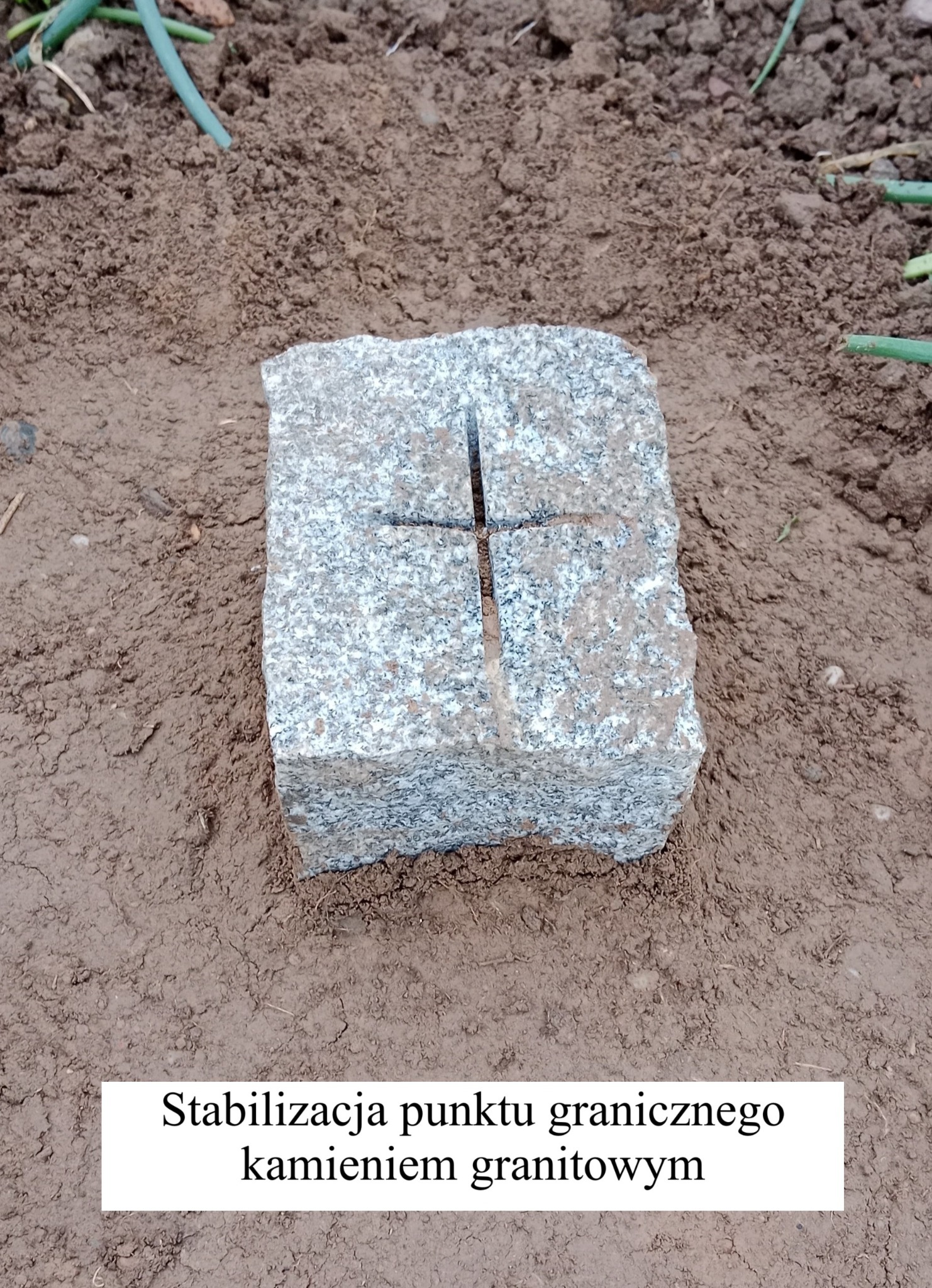 Granitowy kamień z wyżłobionym krzyżem, wbity w ziemię, stabilizuje punkt graniczny. Ziemia wokół kamienia jest wilgotna, a w tle widać zielone rośliny.