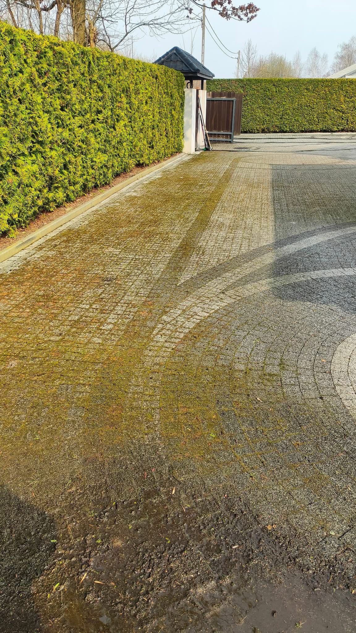 Częściowo wyczyszczona kostka brukowa z mchem, widoczne ślady po czyszczeniu, kontrast między czystą a zabrudzoną powierzchnią, tło z zielonym żywopłotem.