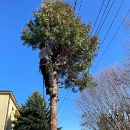 Wycinka drzew Częstochowa 2