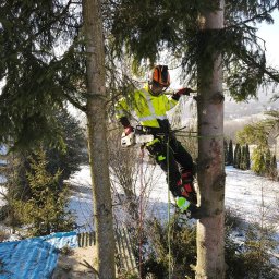 Wycinka drzew Częstochowa 1