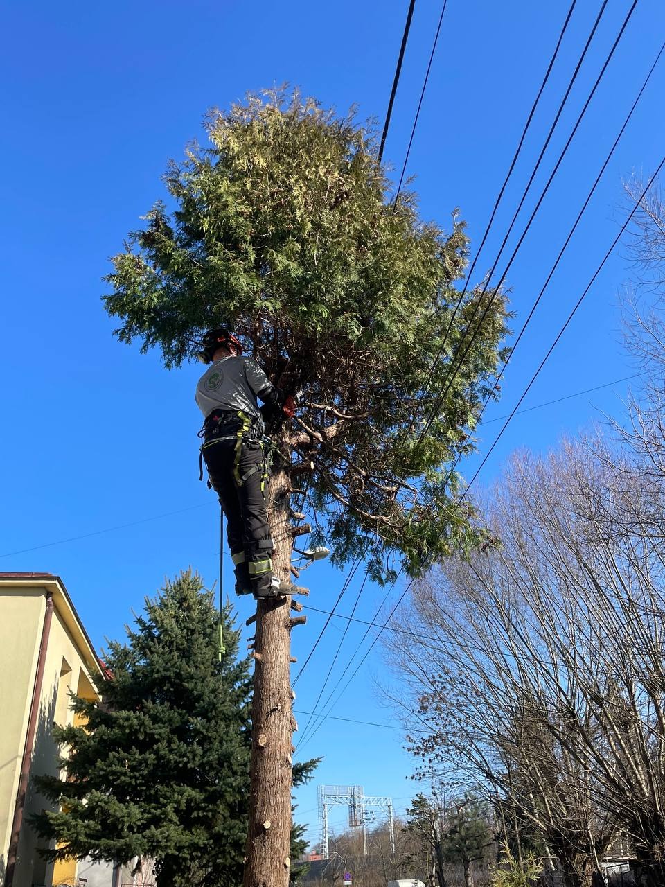 Arborysta w uprzęży, na ściętym pniu, przycina koronę drzewa w pobliżu linii energetycznych, na tle błękitnego nieba i zabudowań.