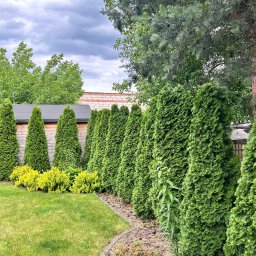 Przemysław gaca - Równy szpaler zielonych tuj w ogrodzie, z niskimi krzewami i trawnikiem. W tle drewniany płot i budynek. Dekoracja w postaci ceramicznego zająca.