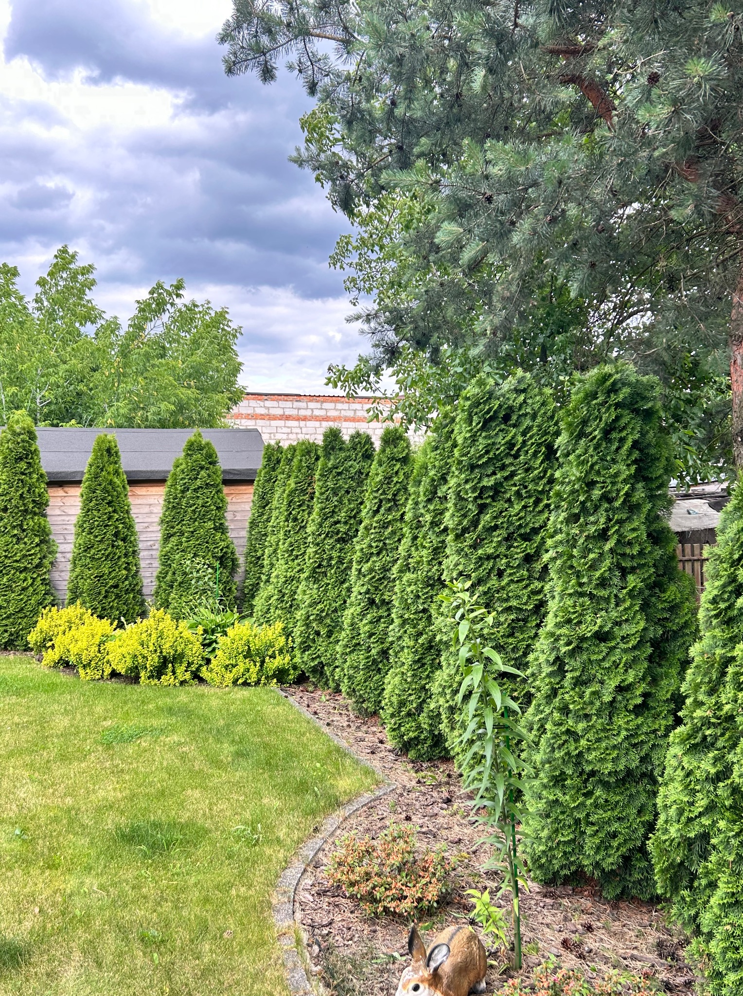 Równy szpaler zielonych tuj w ogrodzie, z niskimi krzewami i trawnikiem. W tle drewniany płot i budynek. Dekoracja w postaci ceramicznego zająca.