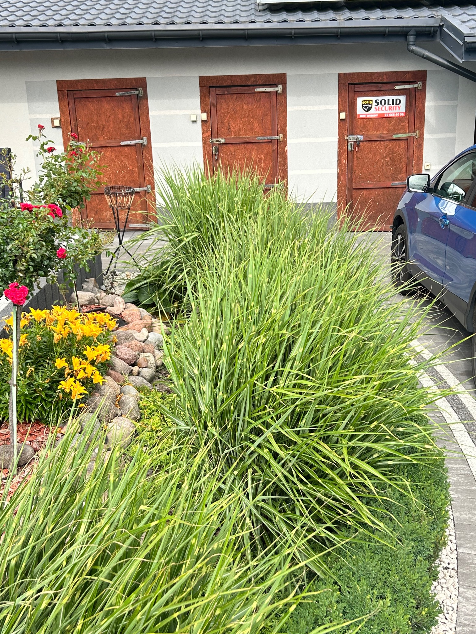Ogród z ozdobnymi trawami i kwiatami (róże, lilie) przy budynku z trzema drewnianymi drzwiami. W tle zaparkowany niebieski samochód. Kamienna rabata.