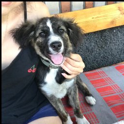 Wyprowadzanie psów Wrocław 2