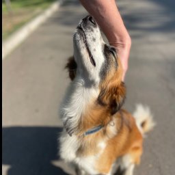 Wyprowadzanie psów Wrocław 4