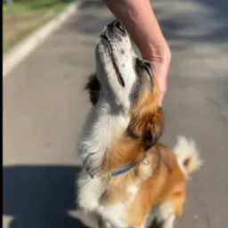 Uśmiechnięty pies rasy mieszanej z brązowo-białym umaszczeniem, głaskany przez człowieka na chodniku w słoneczny dzień. Pies ma niebieską obrożę.