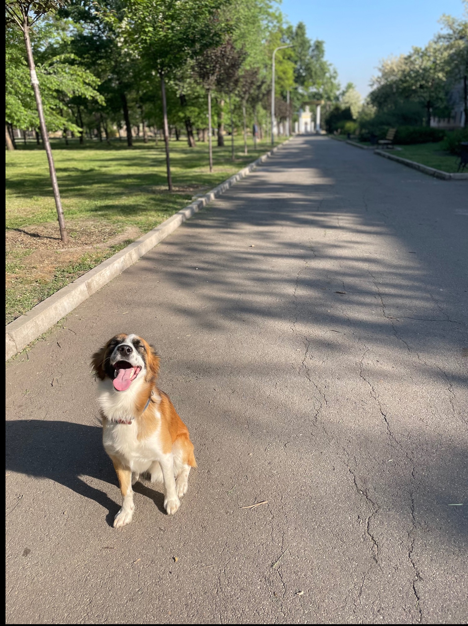 Uśmiechnięty pies rasy bernardyn z otwartym pyskiem siedzi na asfaltowej ścieżce w parku, w tle drzewa i aleja. Słoneczny dzień, cień drzew na ziemi.
