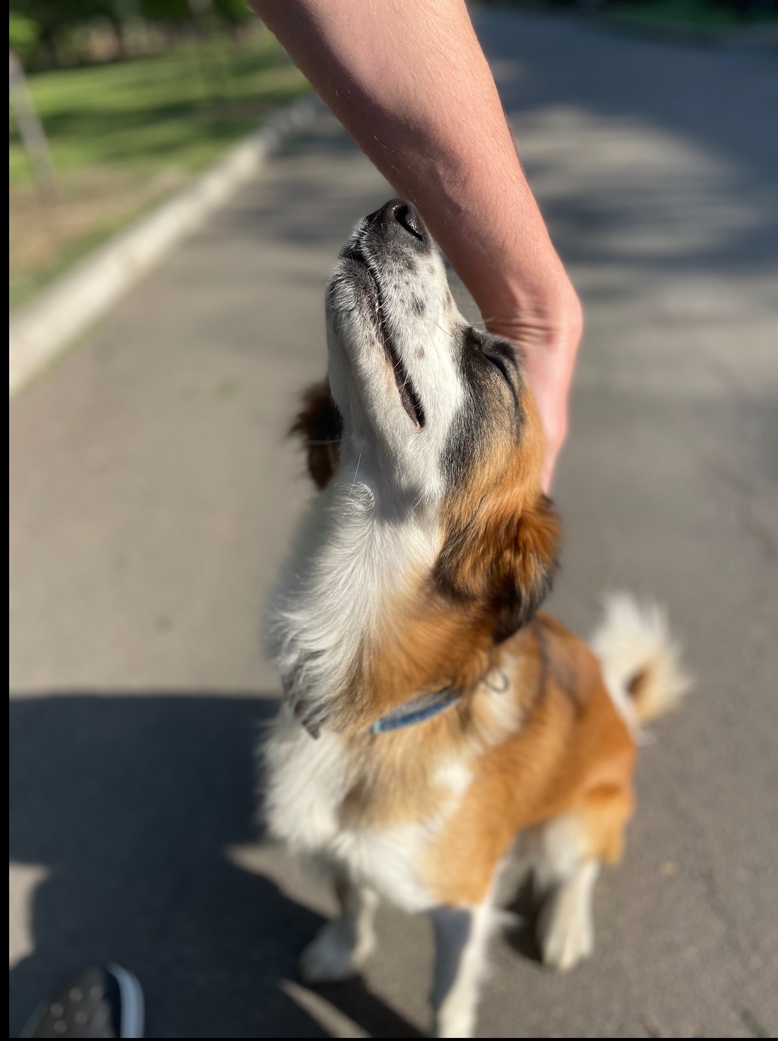 Uśmiechnięty pies rasy mieszanej z brązowo-białym umaszczeniem, głaskany przez człowieka na chodniku w słoneczny dzień. Pies ma niebieską obrożę.