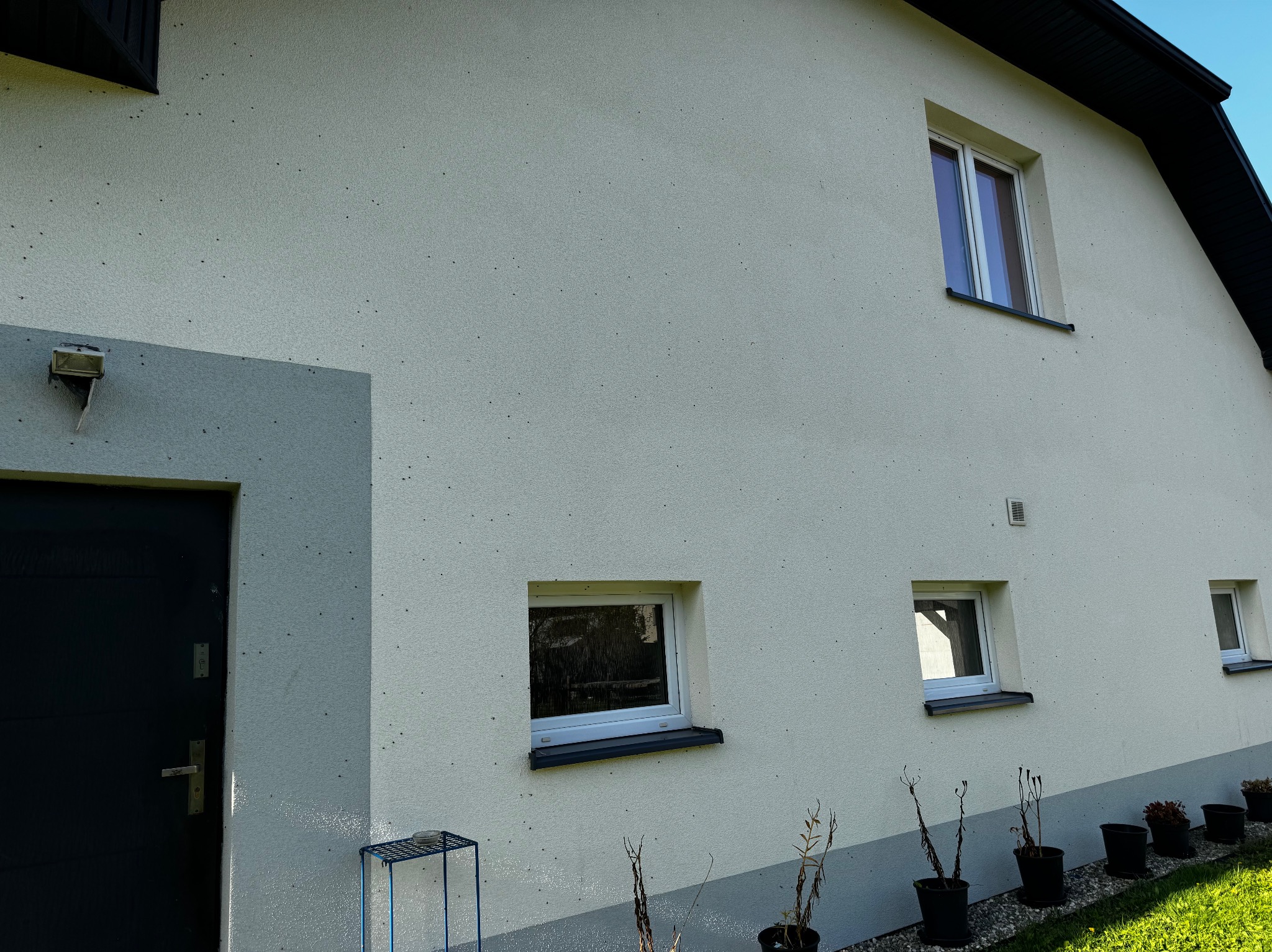 Elewacja domu z oknami o różnej wielkości i ciemnymi ramami, wykończona jasnym tynkiem z ciemnymi punktami. Widoczne drzwi wejściowe i fragment zieleni.