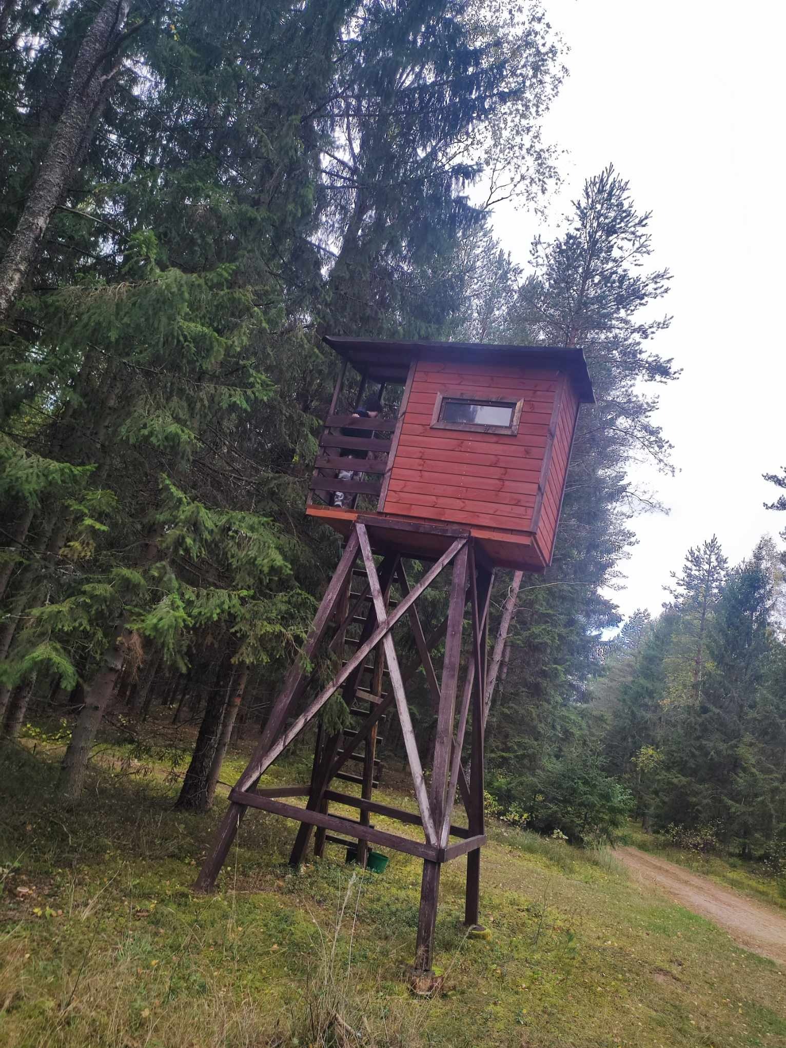 Czerwona drewniana ambona myśliwska na wysokich podporach, otoczona gęstym lasem iglastym. Widoczna drabina i okno. Ambona pomalowana farbą do drewna.