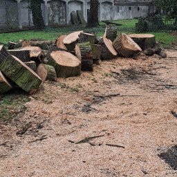 KOZAK TREE - wycinka i pielęgnacja drzew - Świeżo ścięte pnie drzew leżące na ziemi pokrytej wiórami, w tle mur z dekoracjami i drzewa bez liści. Pochmurny dzień.