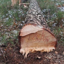 Wycinka drzew Lutynia 4