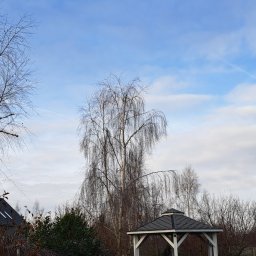 Efekt końcowy formowania brzozy.