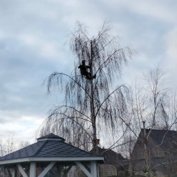 Cięcie techniczne i formowanie brzozy. 