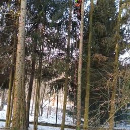 KOZAK TREE - Bartosz Kozaczkiewicz - Przed domem Środa Śląska