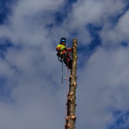 Wycinka drzew Lutynia 2