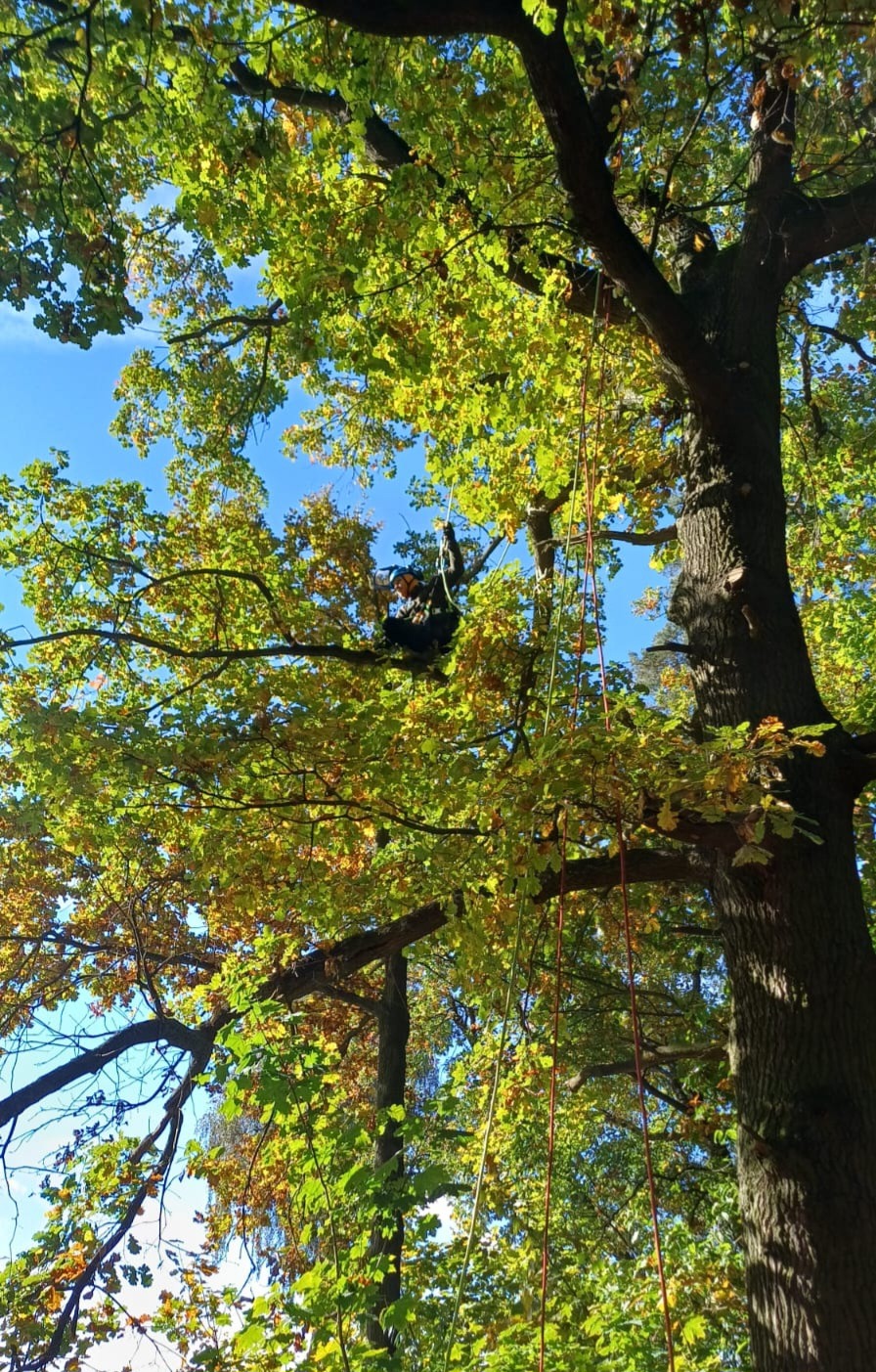 Arborysta w koronie drzewa, zabezpieczony linami, wykonuje prace pielęgnacyjne. Widok z dołu na błękitne niebo i jesienne liście. Częściowo obcięte gałęzie.