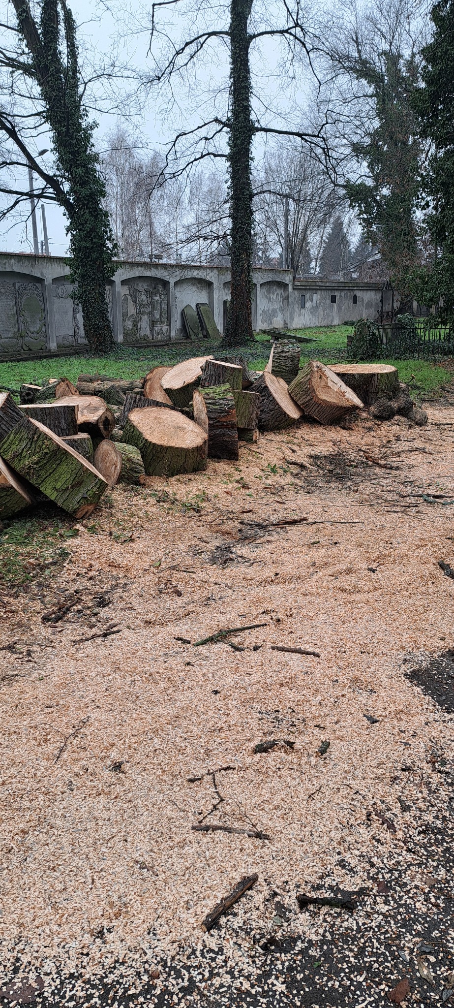 Świeżo ścięte pnie drzew leżące na ziemi pokrytej wiórami, w tle mur z dekoracjami i drzewa bez liści. Pochmurny dzień.