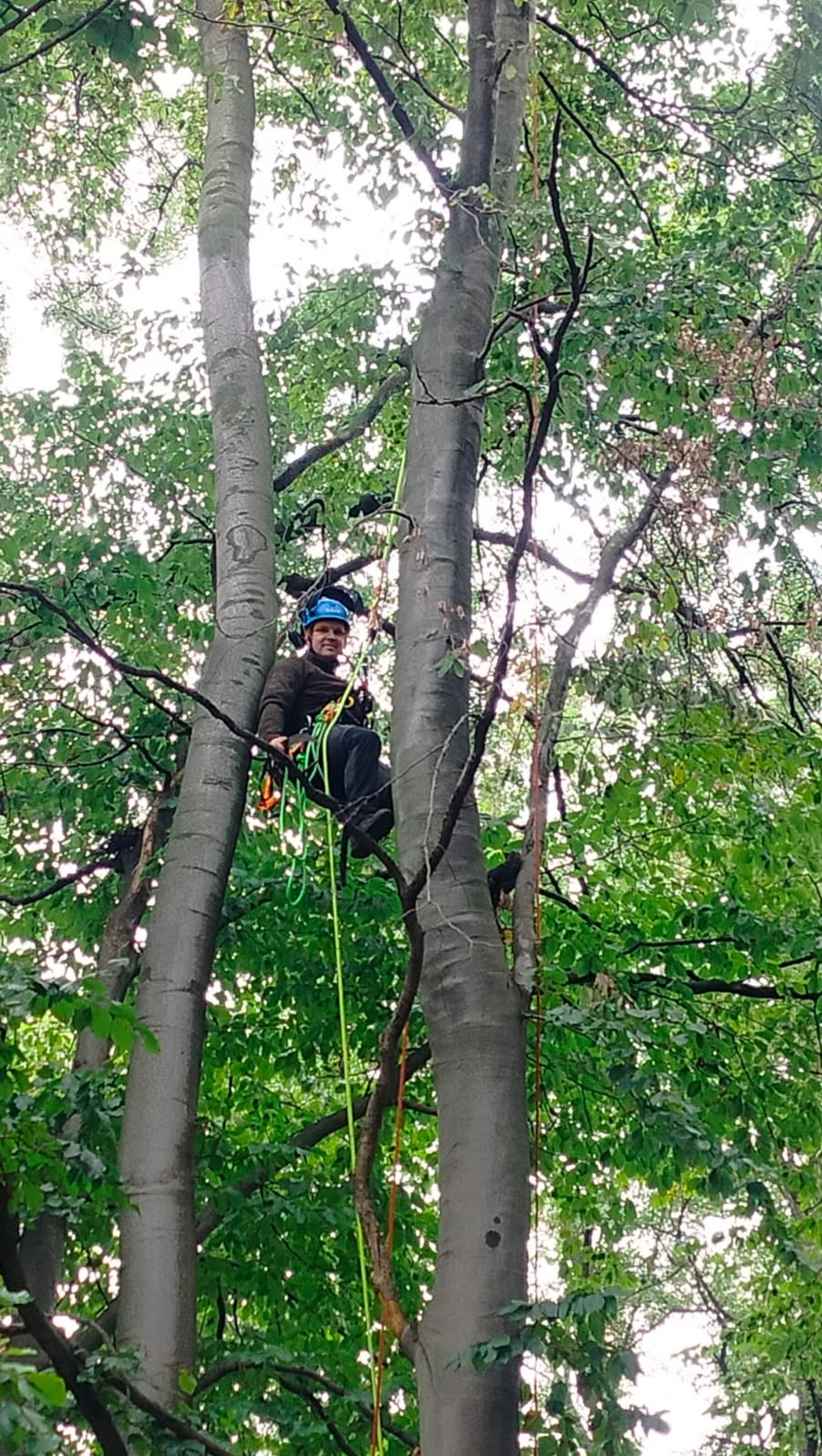 Arborysta w kasku, na linie, siedzi na drzewie z szarym pniem, otoczony zielonymi liśćmi. Widok z dołu, na tle prześwitującego nieba.