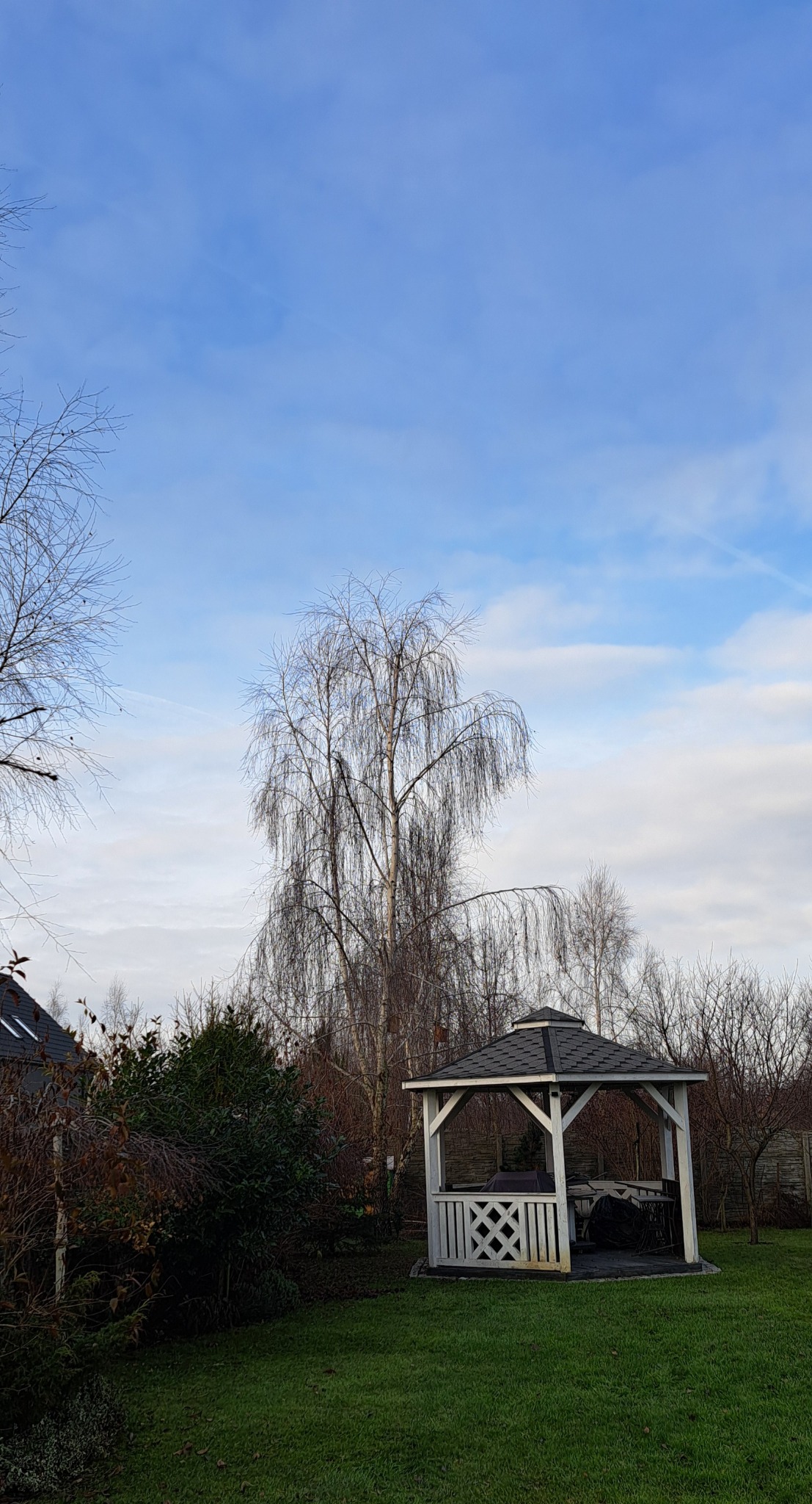 Efekt końcowy formowania brzozy.