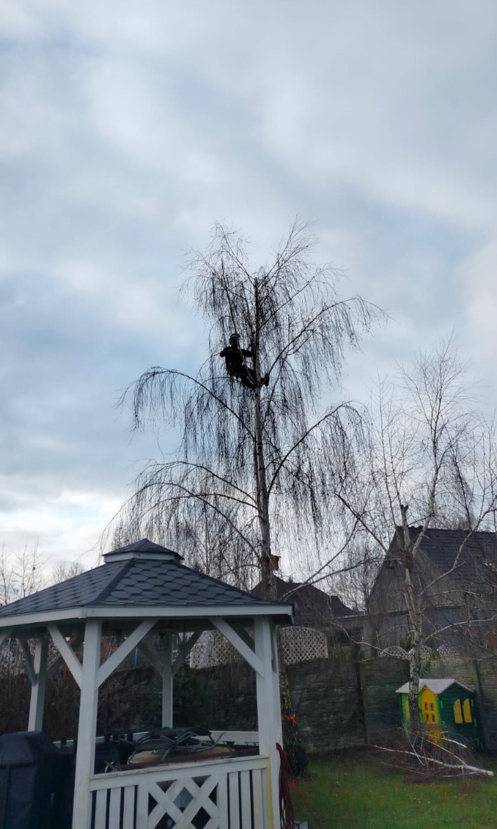 Cięcie techniczne i formowanie brzozy.