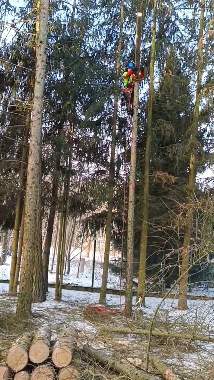 Arborysta w kasku i uprzęży, w trakcie pracy na wysokim drzewie w lesie. Na ziemi leżą ścięte gałęzie i pnie.