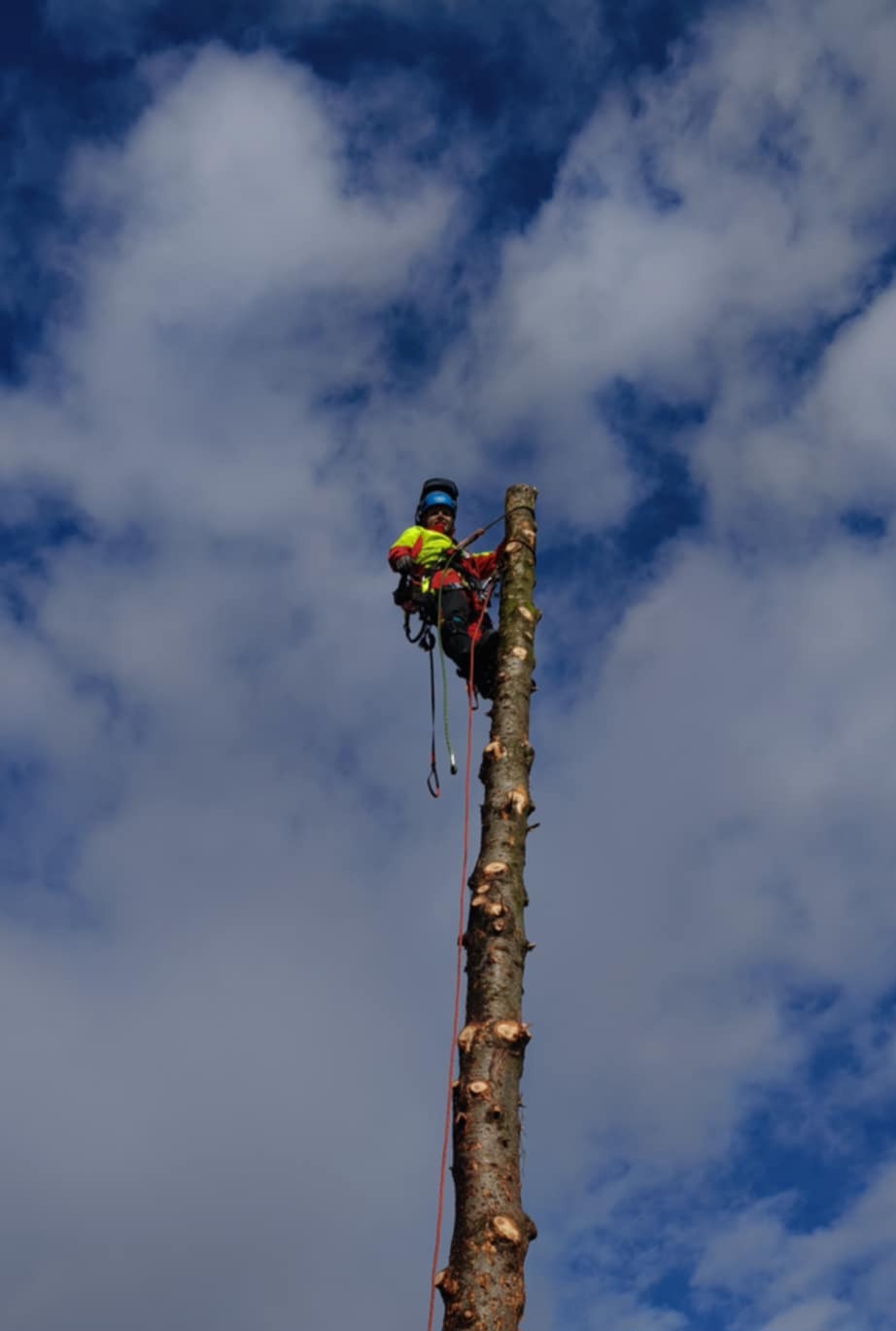 Arborysta w kasku i uprzęży, na wysokim pniu po wycince gałęzi, na tle błękitnego nieba z chmurami. Widoczne liny i zabezpieczenia.