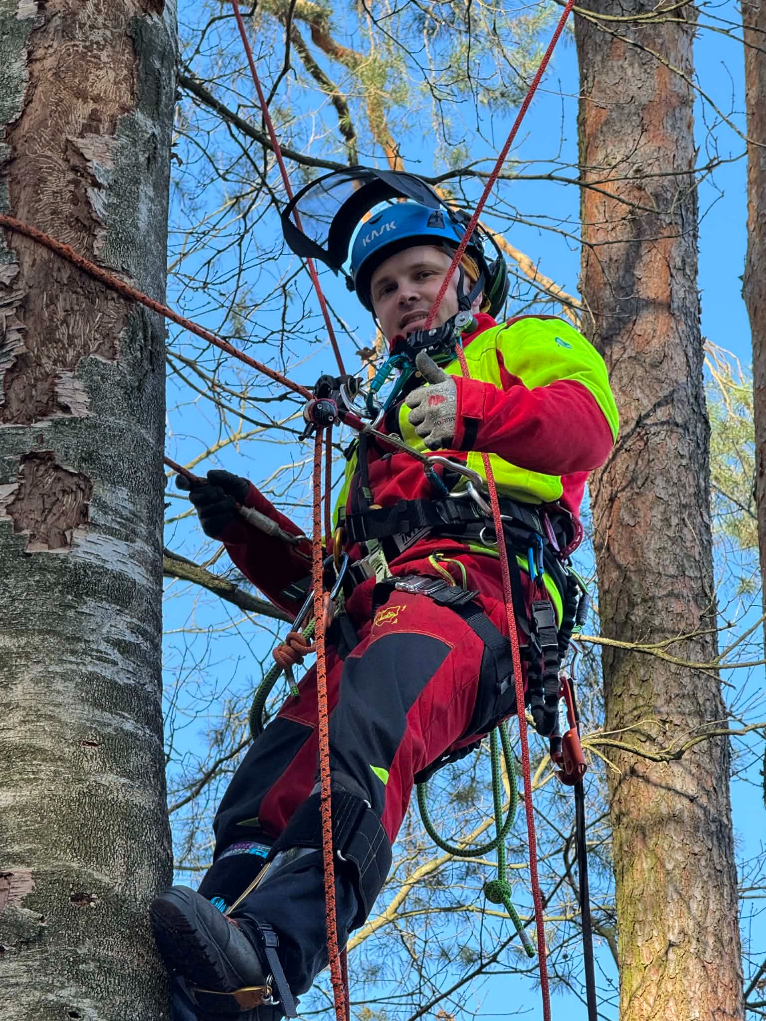 Arborysta w kasku i odzieży ochronnej, w trakcie pracy na drzewie, zabezpieczony linami, z widocznym niebieskim niebem w tle.