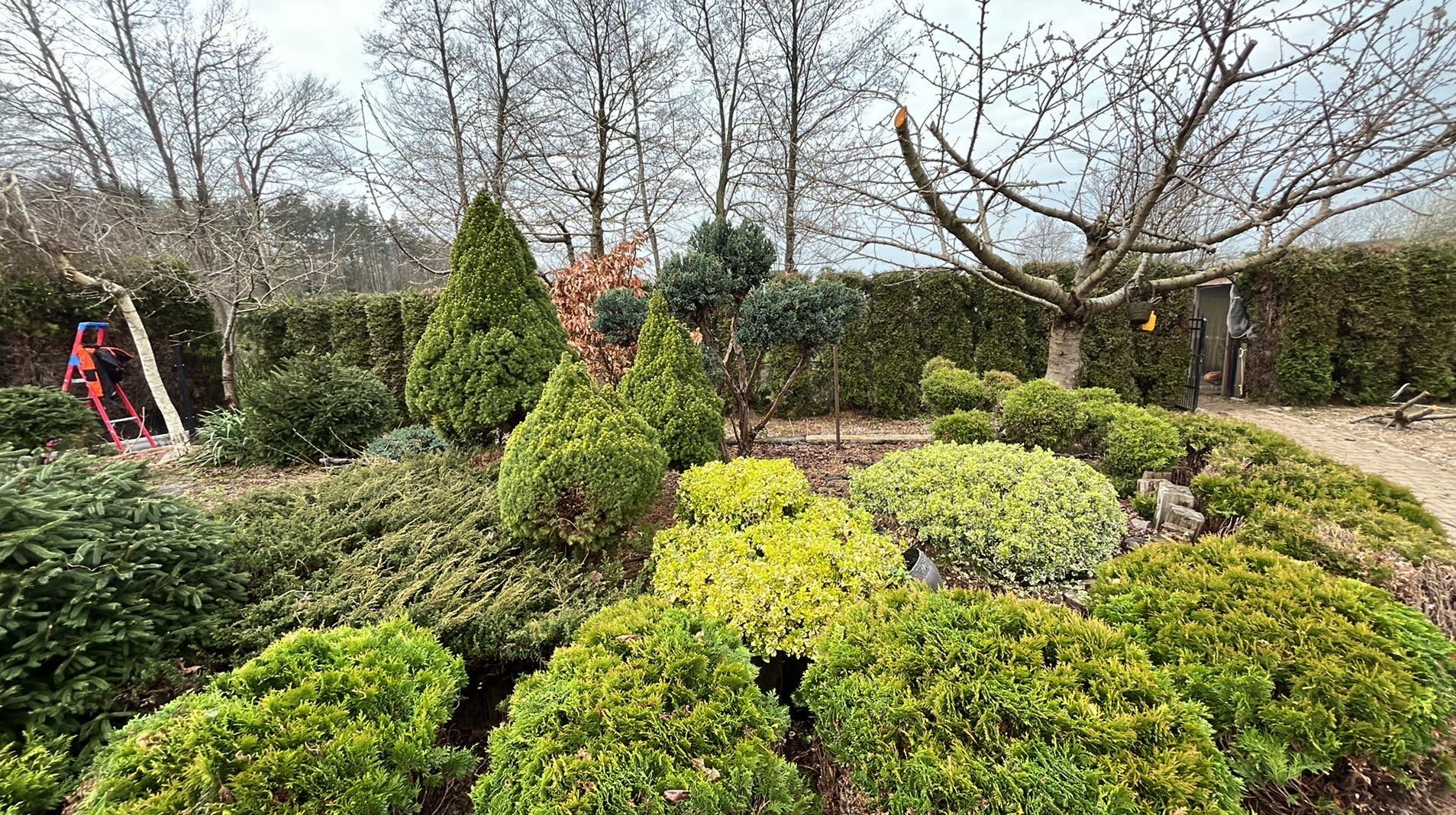Zadbany ogród z różnorodnymi krzewami iglastymi i liściastymi, widoczna drabina oparta o drzewo, tło z wysokiego żywopłotu.
