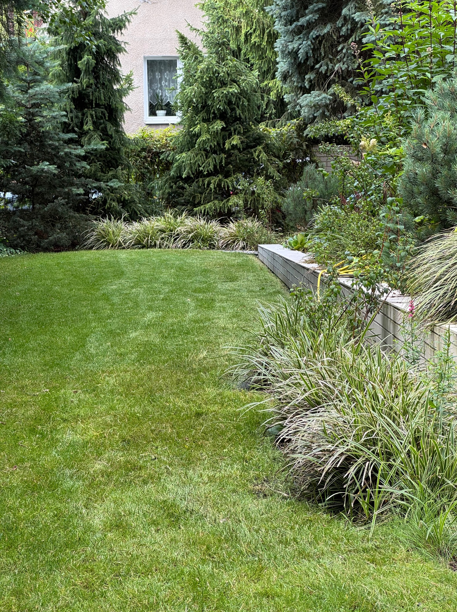 Zadbany trawnik z równo przystrzyżoną trawą, obrzeża z roślin ozdobnych i drzew iglastych w tle, widok na fragment budynku z oknem.