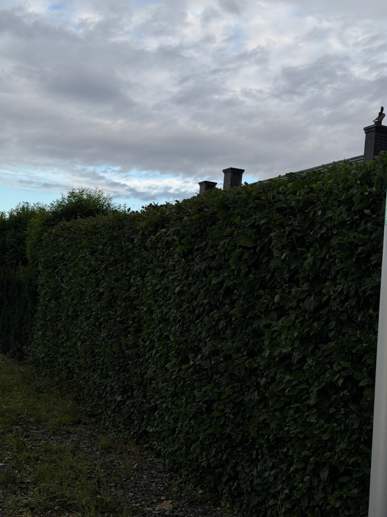 Gęsty, zielony żywopłot z drobnymi liśćmi, widoczny na tle pochmurnego nieba i dachu domu z kominami. Przycięty równo, tworzy naturalną ścianę.