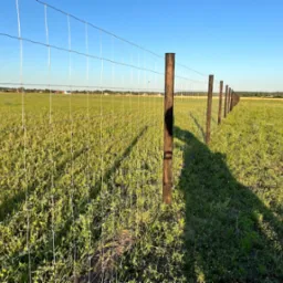 Ogrodzenie z siatki leśnej na zielonym terenie, drewniane słupki z kapturami, widok w perspektywie, błękitne niebo w tle, cień słupka na trawie.