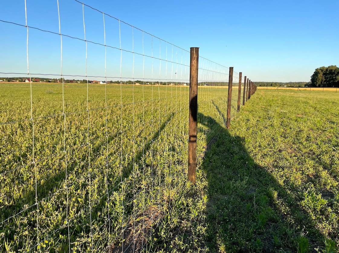 Ogrodzenie z siatki leśnej na zielonym terenie, drewniane słupki z kapturami, widok w perspektywie, błękitne niebo w tle, cień słupka na trawie.
