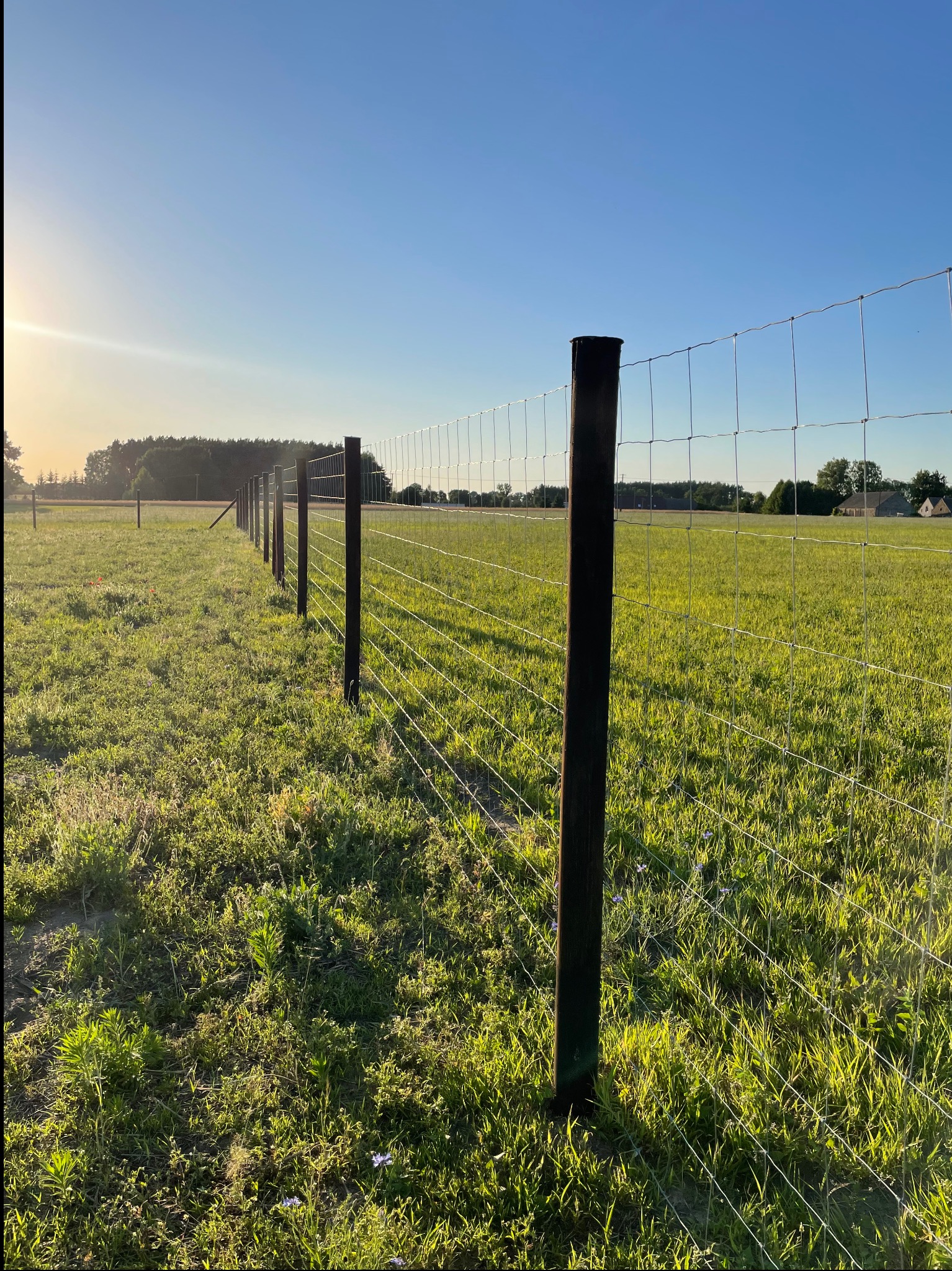Długa linia siatki ogrodzeniowej z drewnianymi słupkami, rozciągająca się przez zielone pole w słoneczny dzień. Widok z perspektywy ziemi, z lasem w tle.