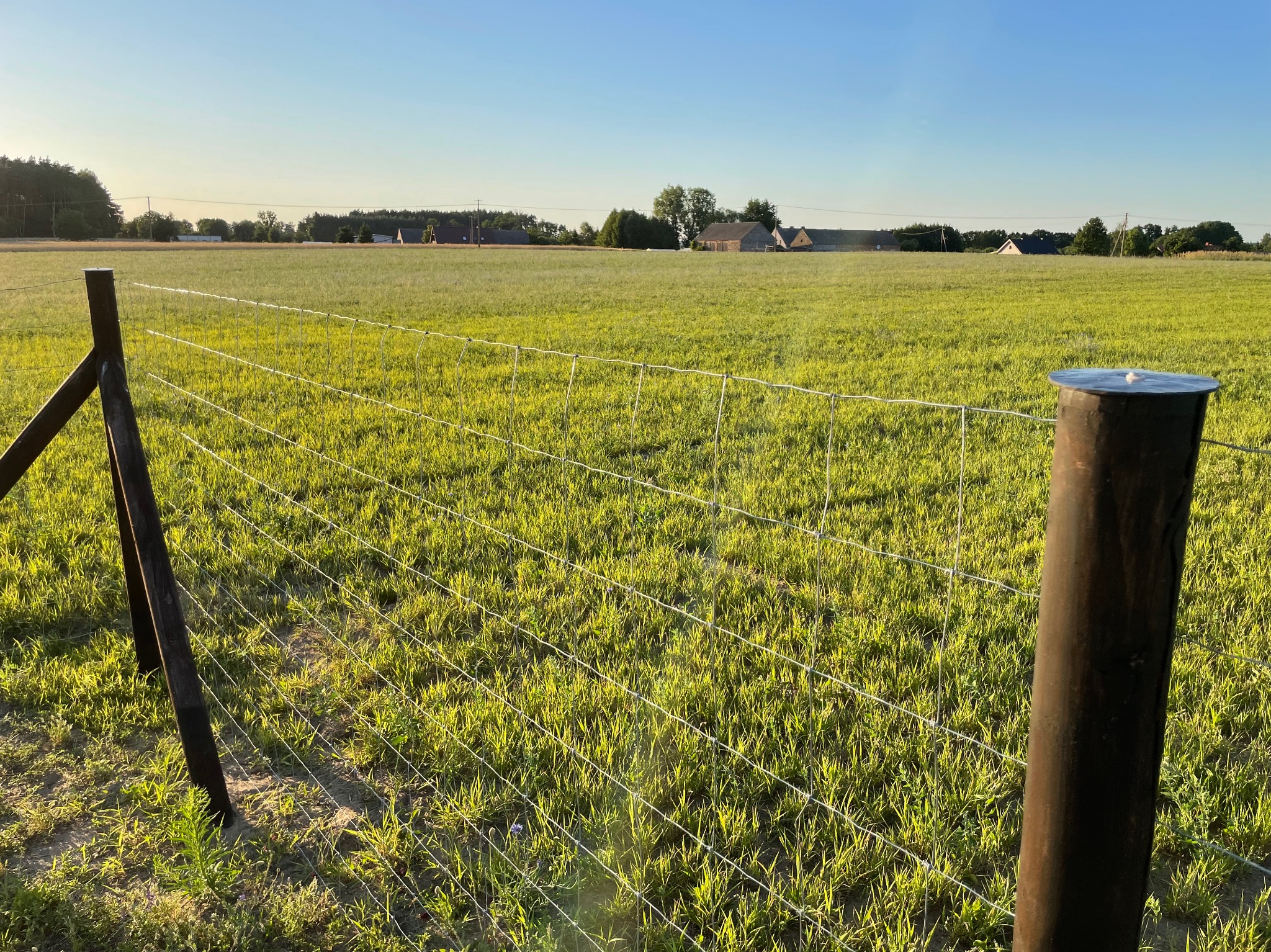 Siatka ogrodzeniowa na tle zielonego pola w słoneczny dzień. Widoczne drewniane słupki i metalowa siatka. W tle zabudowania.