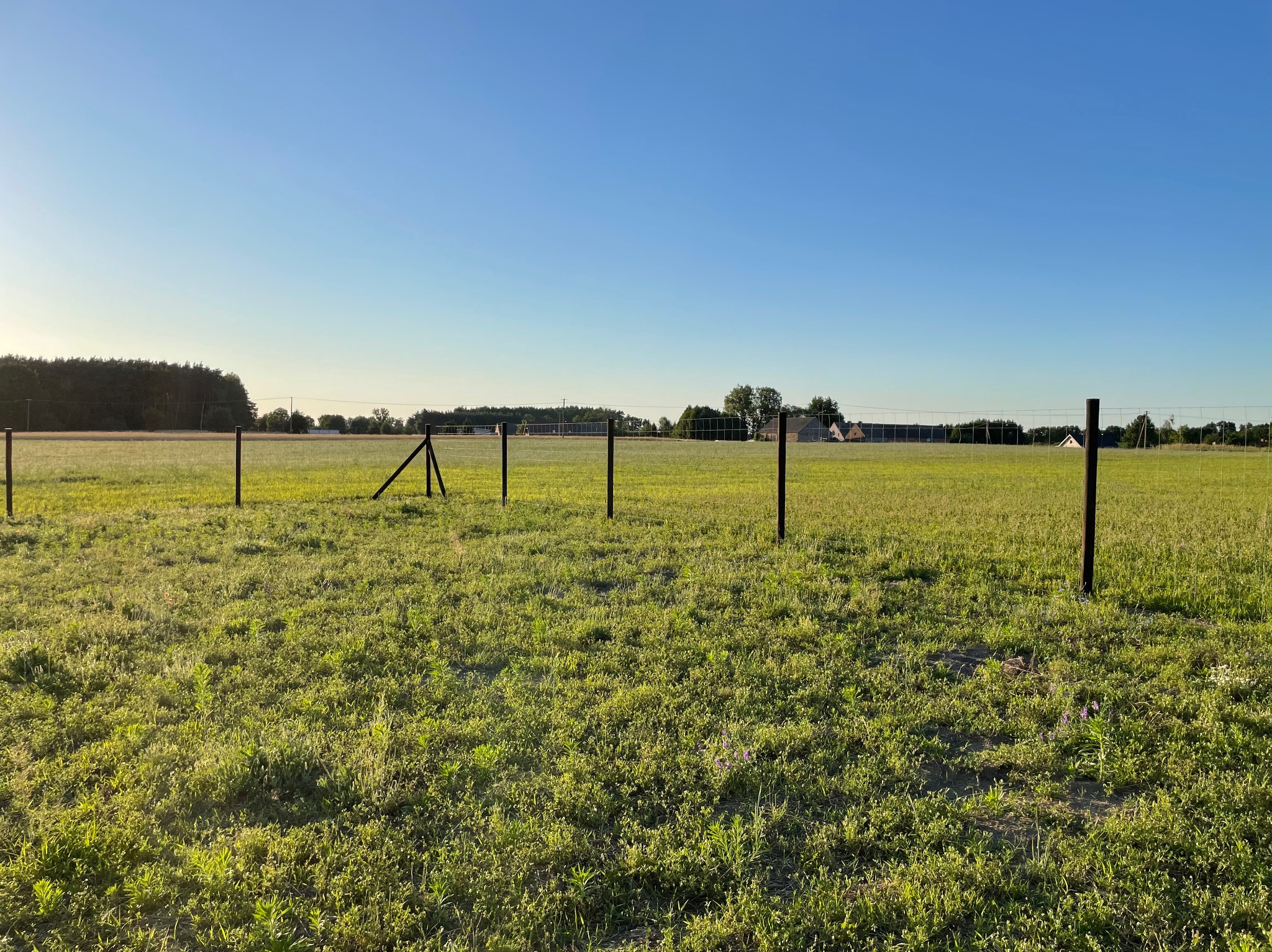 Rozległy teren zielony z fragmentem siatki ogrodzeniowej w oddali, wczesnym rankiem, pod błękitnym niebem. Słupki ogrodzeniowe z widoczną siatką w tle.