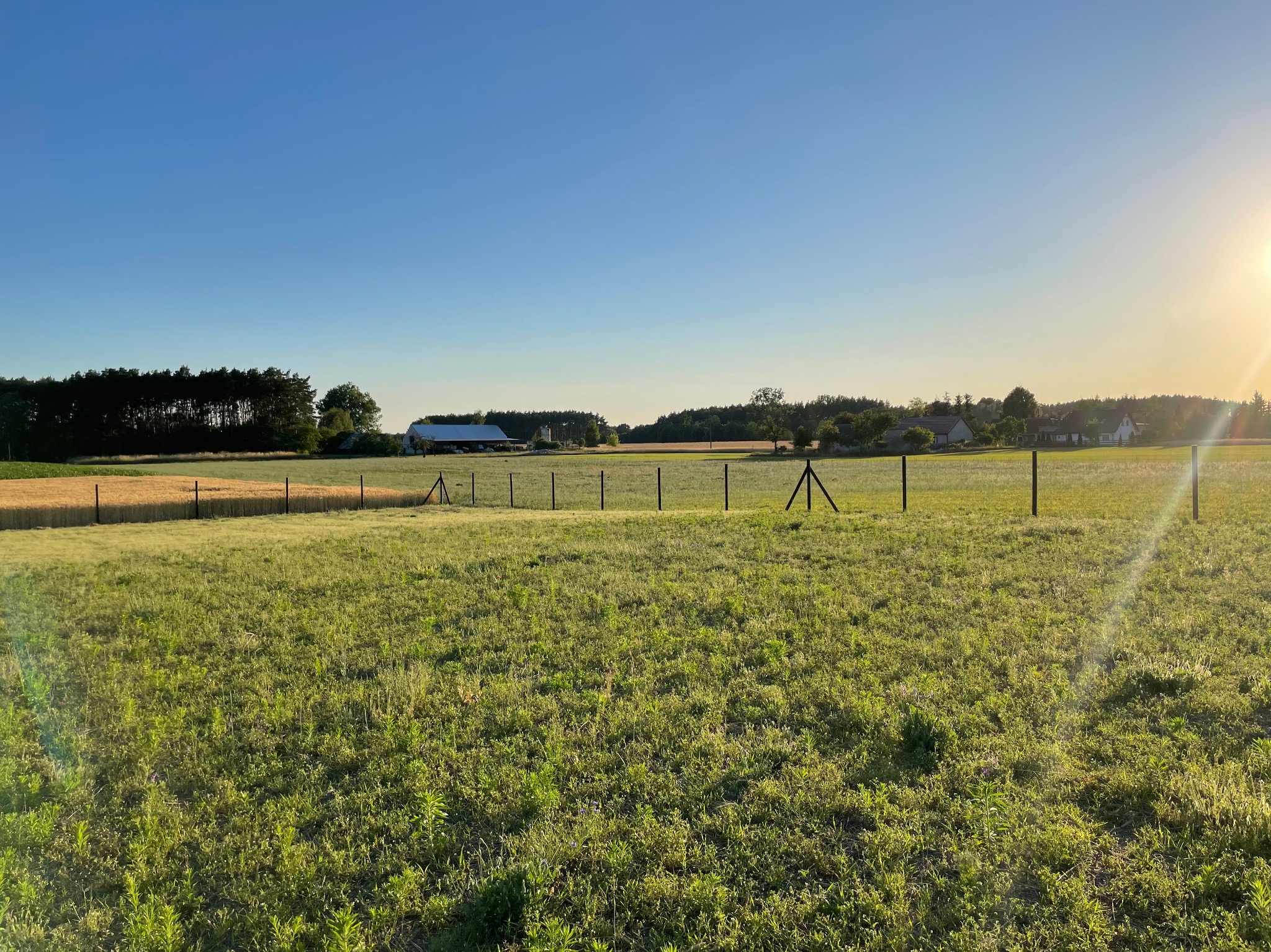 Rozległy widok na łąkę z niskim ogrodzeniem z siatki na słupkach, w tle zabudowania gospodarcze i las, oświetlone wschodzącym słońcem.