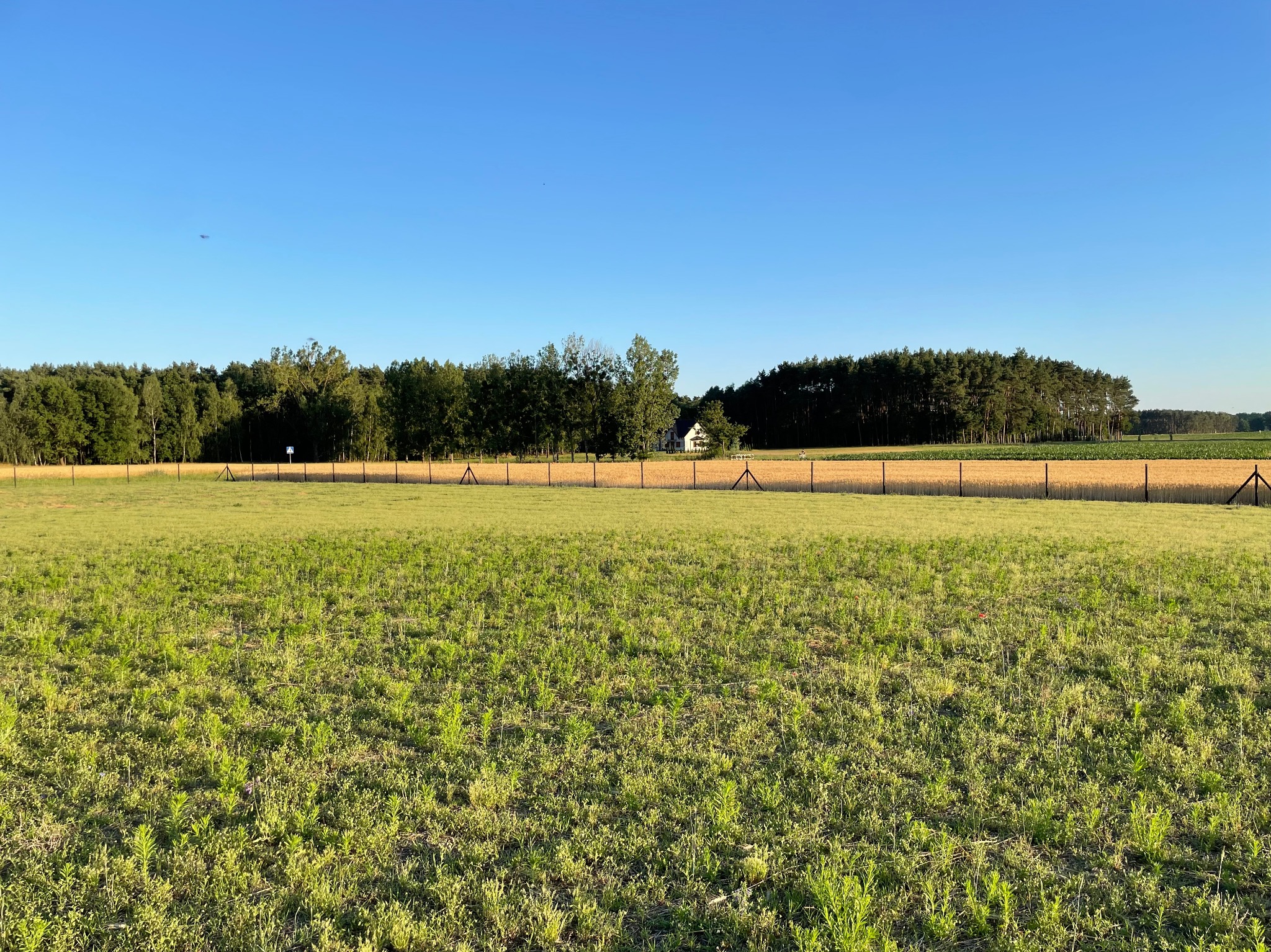 Rozległy widok na polną przestrzeń z niskim, metalowym ogrodzeniem, za którym widać las i dom w oddali, pod błękitnym niebem.