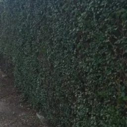 R&oacute;wny żywopłot z ciemnozielonych liści po przycięciu w Kaźmierzu. Usługa przycinania drzew i krzew&oacute;w ozdobnych, widok na długi, zadbany szpaler.