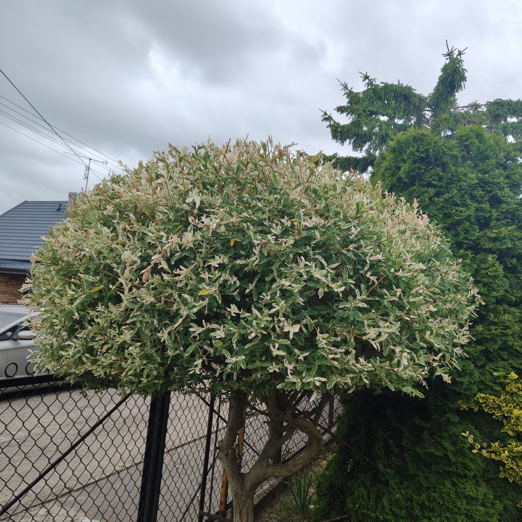 Formowane drzewko o kulistej koronie z biało-zielonymi liśćmi, widoczne na tle ogrodzenia i innych drzew. Pochmurne niebo w tle.