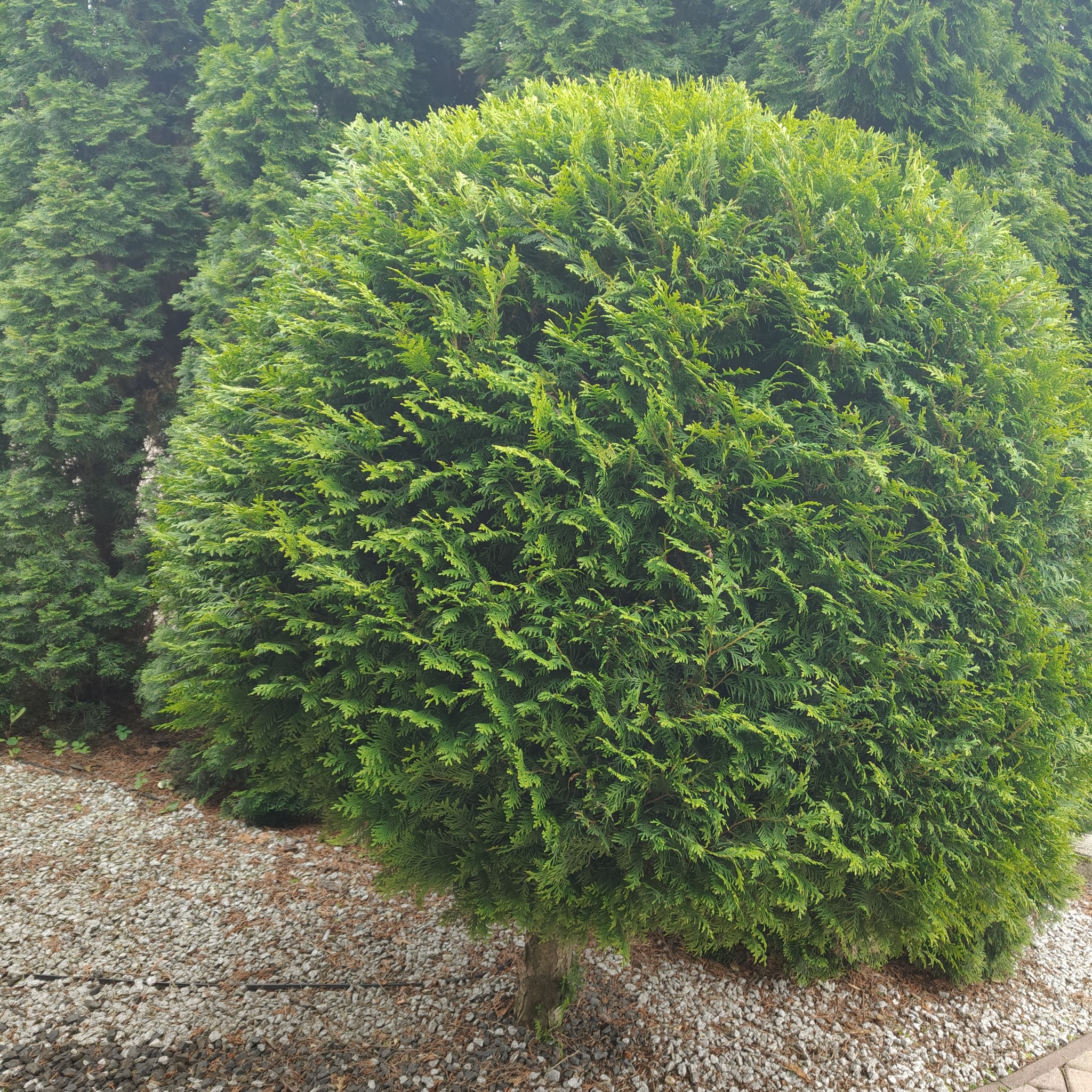 Zadbany, kulisty żywotnik zachodni na tle innych drzew iglastych i jasnego żwiru. Precyzyjne cięcie, regularny kształt.