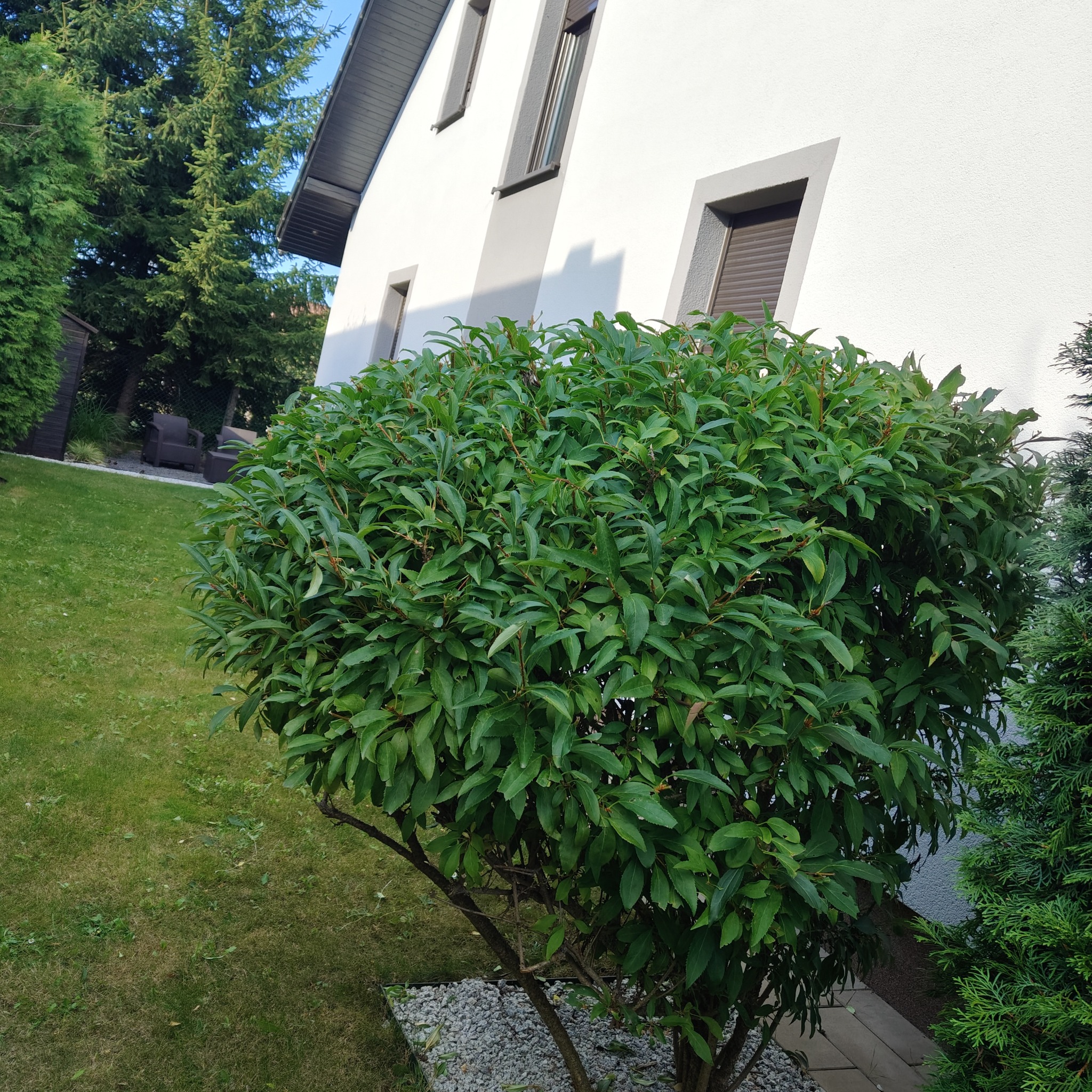 Zadbany krzew liściasty o kulistym kształcie na tle trawnika i fragmentu białego domu z oknami. Widoczne kamienie dekoracyjne u podstawy krzewu.