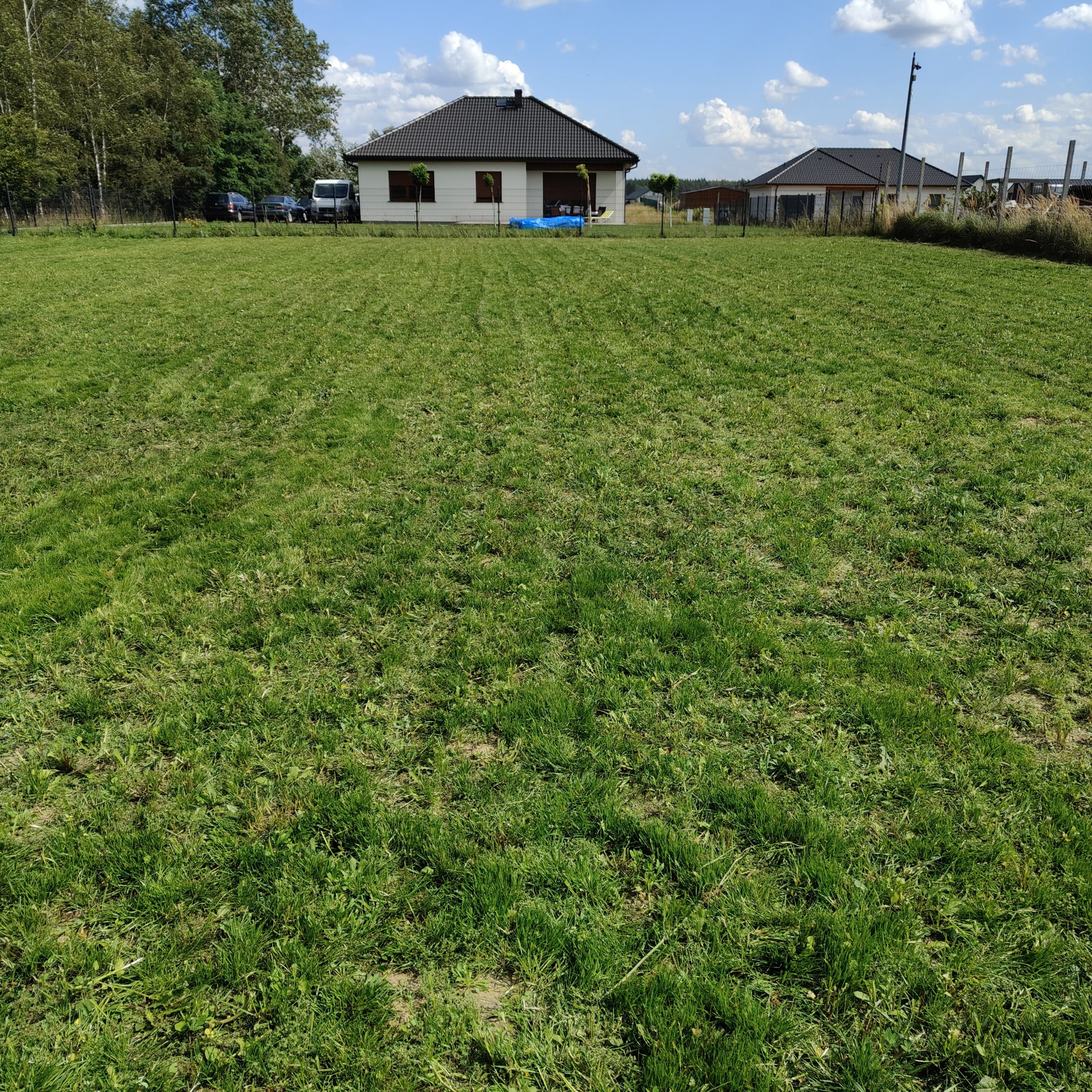 Rozległy, równo skoszony trawnik przed domem jednorodzinnym w słoneczny dzień. Widoczne ślady po kosiarce, krzewy i drzewa w tle.
