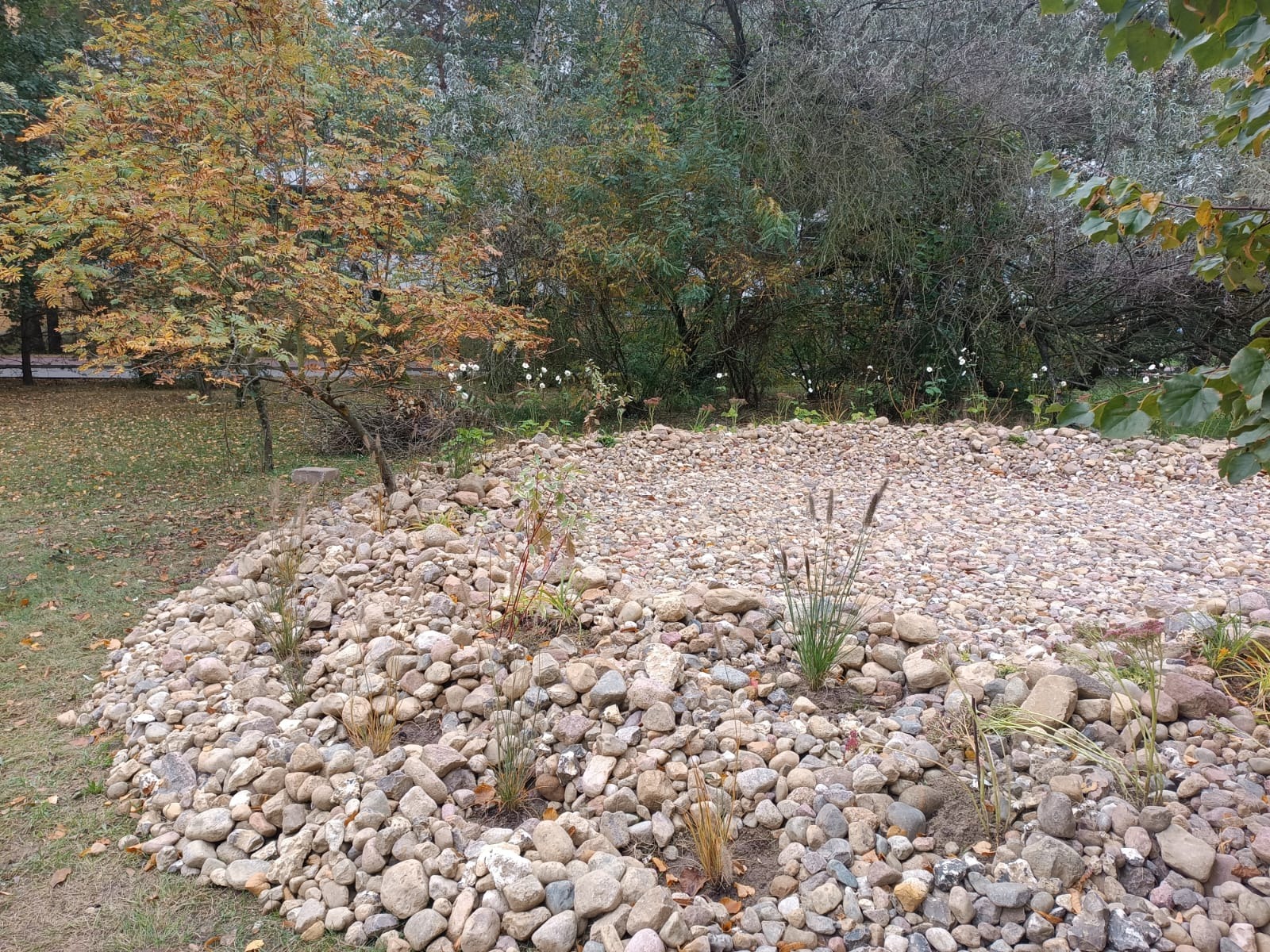 Ogród skalny z jasnymi kamieniami i młodymi roślinami, z drzewem o żółtych liściach w tle. Uwagę zwraca kompozycja i dobór roślinności.