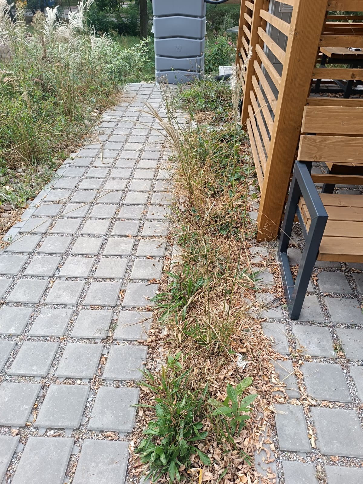Zarośnięta kostka brukowa z chwastami i uschniętymi liśćmi, widok z góry, fragment drewnianej konstrukcji w tle.